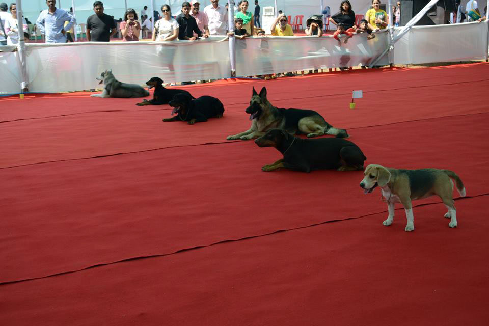 Dog Show 2016
